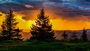 pine trees in grass field with a view of golden hour