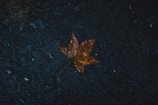 brown dry leaf, Leaf, Wet, Maple HD wallpaper