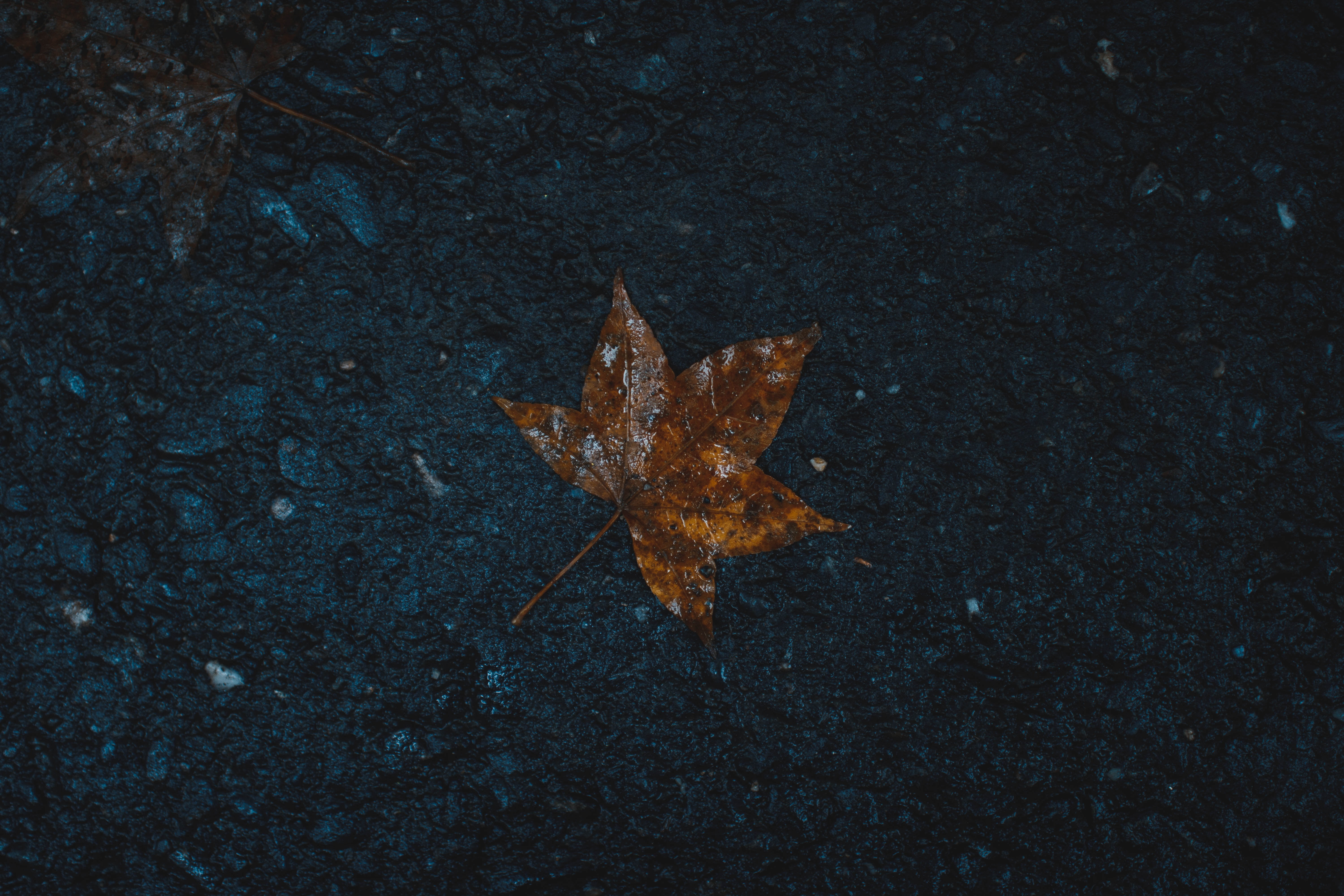 brown dry leaf, Leaf, Wet, Maple