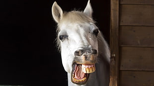 white horse showing teeth on barn