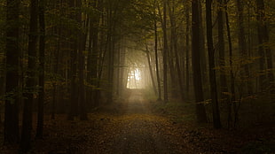widening road with dried leaves digital wallpaper, nature, landscape, path, forest