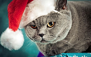 gray short fur cat with Santa Claus hat
