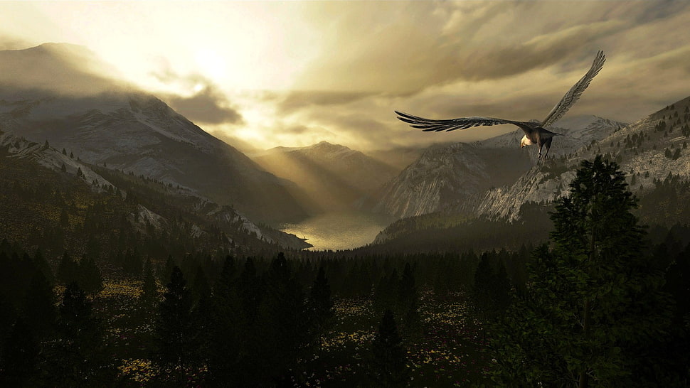 bird in the air wallpaper, animals, eagle, nature HD wallpaper