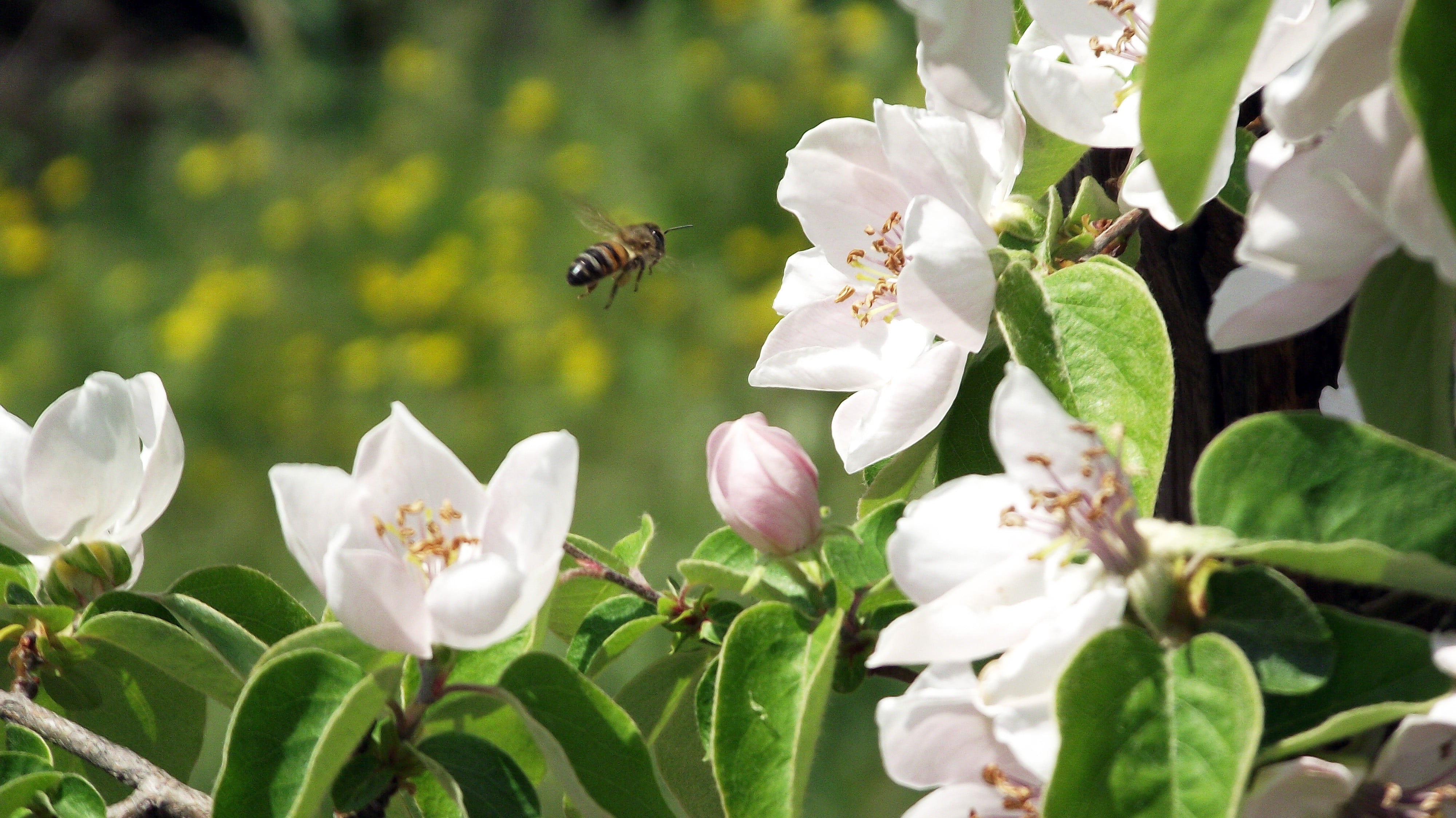 Какие отношения между яблоней и домашней пчелой. Пчела на яблоне. Ветка яблони с пчелами. Пчела на цветке яблони. Пчела на яблоневом цвете.