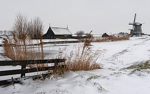 brown leafed plant, winter, Russia, village, landscape HD wallpaper