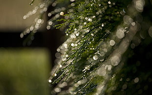 closeup photograph of green Christmas tree