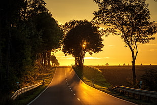 road pavement and green trees HD wallpaper