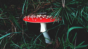 red and gray mushroom, mushroom, forest, grass HD wallpaper