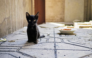 black kitten, cat, kittens, baby animals, animals HD wallpaper