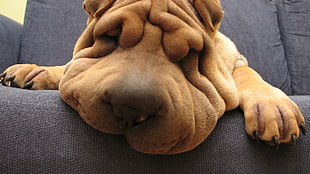 adult brown Sharpei, dog, wrinkles, animals
