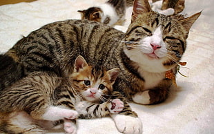 short-fur gray tabby cat and kitten, cat, animals, kittens