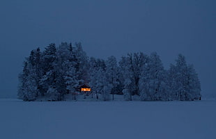 pine trees, snow, forest, cabin