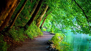 green leafed trees, nature, trees, path, river