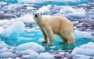 polar bear, polar bears, animals, bears, ice HD wallpaper