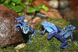 three blue-and-black spotted frogs, poison dart frog, dendrobates HD wallpaper
