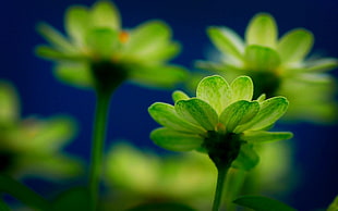 close up shot of green flowers HD wallpaper