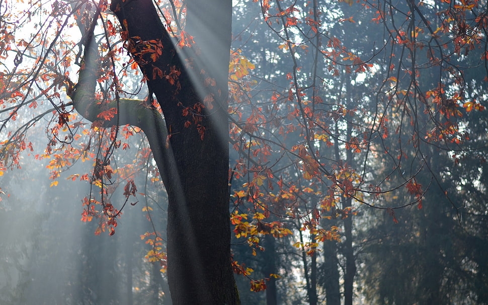 maple tree with sun-raise HD wallpaper