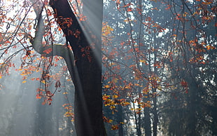 maple tree with sun-raise