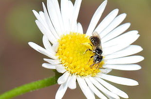 black bee on white and yellow petaled flower