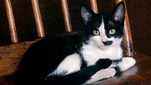 bicolor cat lying on chair HD wallpaper