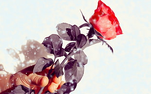 red rose, love, flowers, rose