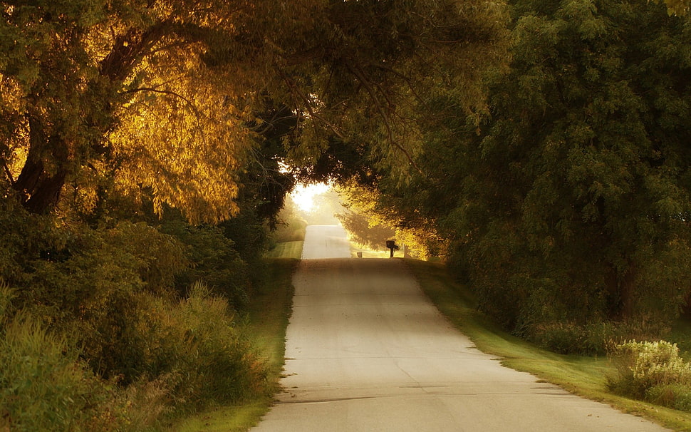 concrete road, nature, trees, forest, road HD wallpaper