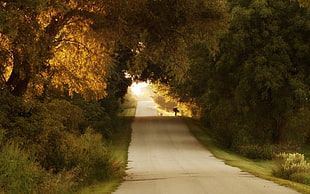 concrete road, nature, trees, forest, road