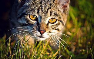 closeup photography of black and white cat