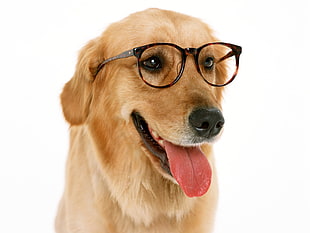 Golden Retriever wearing black eyeglasses HD wallpaper