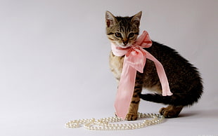photo of black tabby cat with pink lace ribbon