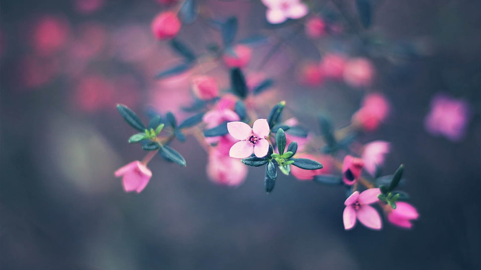 depth of field photography of pink petaled flowers HD wallpaper