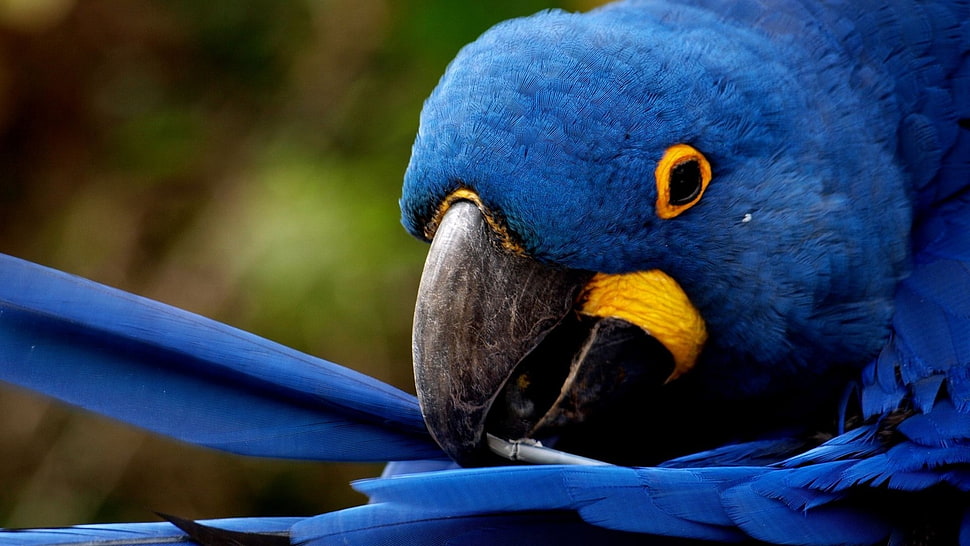 close-up photo of blue Parrot HD wallpaper