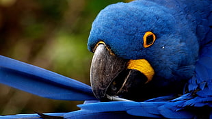 close-up photo of blue Parrot