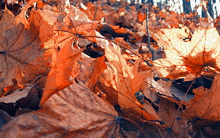dried maple oak leaves HD wallpaper