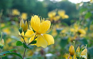 yellow petaled flower, flowers, yellow flowers, depth of field HD wallpaper