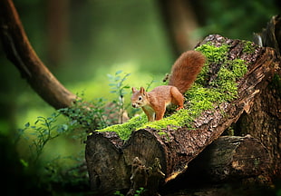 brown squirrel on brown tree branches HD wallpaper