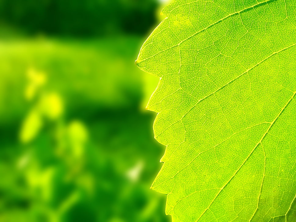 green and yellow leaf plant, leaves HD wallpaper