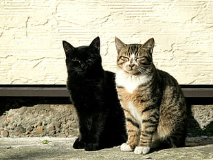 black cat and gray tabby cat