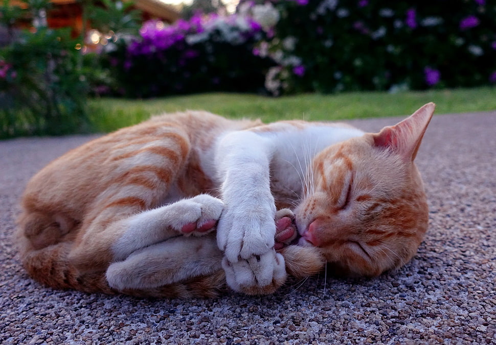 orange and white tabby cat, cat, animals, sleeping HD wallpaper