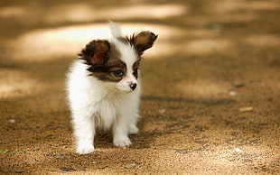 long-coated white and brown puppy walking on beige pathway HD wallpaper