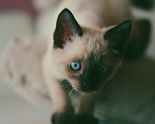 close-up photo of white siamese kitten