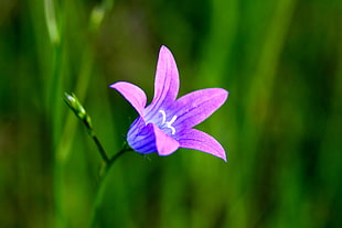 purple flower in focus photography HD wallpaper