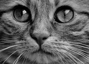 gray scale of photo of cat