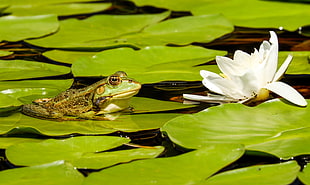 frog on water lily pad