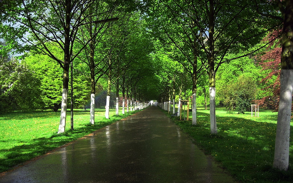 green leaf trees during daytime photo HD wallpaper