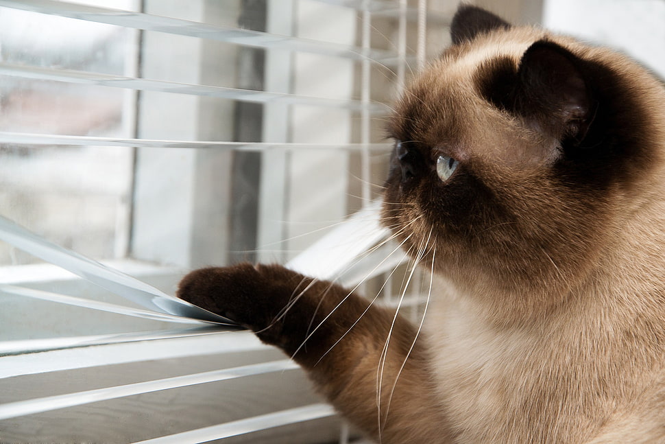 Himalayan cat, cat, animals, Grumpy Cat HD wallpaper