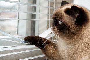 Himalayan cat, cat, animals, Grumpy Cat HD wallpaper