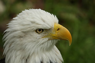 closeup photo of Bald Eagle