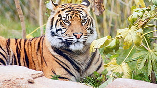 tiger sits on grass