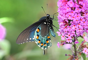 teal and black butterfly on pink flowers, swallowtail
